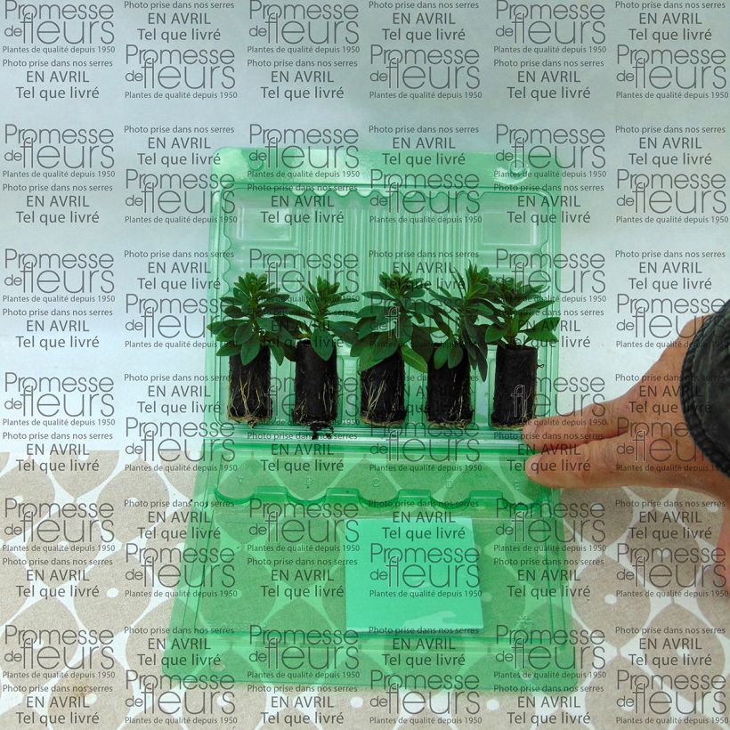 Exemplo de amostra de Calibrachoa Chamaeleon Pink Passion - Mini-pétunia Mini-torrão Ø 3/4 cm tal como entregue