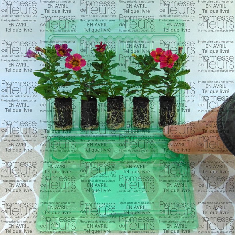 Exemplo de amostra de Calibrachoa Chamaeleon Sunshine Berry - Mini-pétunia Mini-torrão Ø 3/4 cm tal como entregue