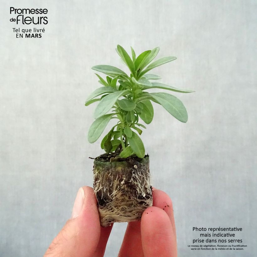 Amostra de Calibrachoa Eyeconic Purple - Mini-pétunia Mini-torrão Ø 3/4 cm tal como entregue na primavera