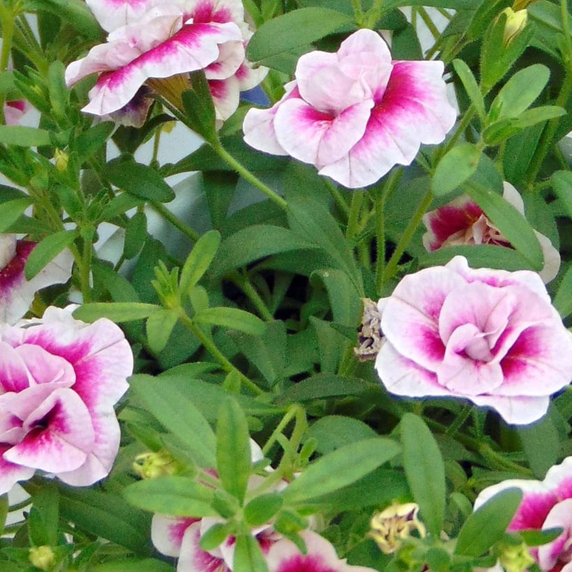 Calibrachoa MiniFamous Double Pinktastic (Folhagem)