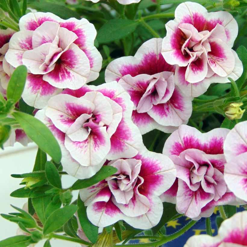 Calibrachoa MiniFamous Double Pinktastic (Floração)