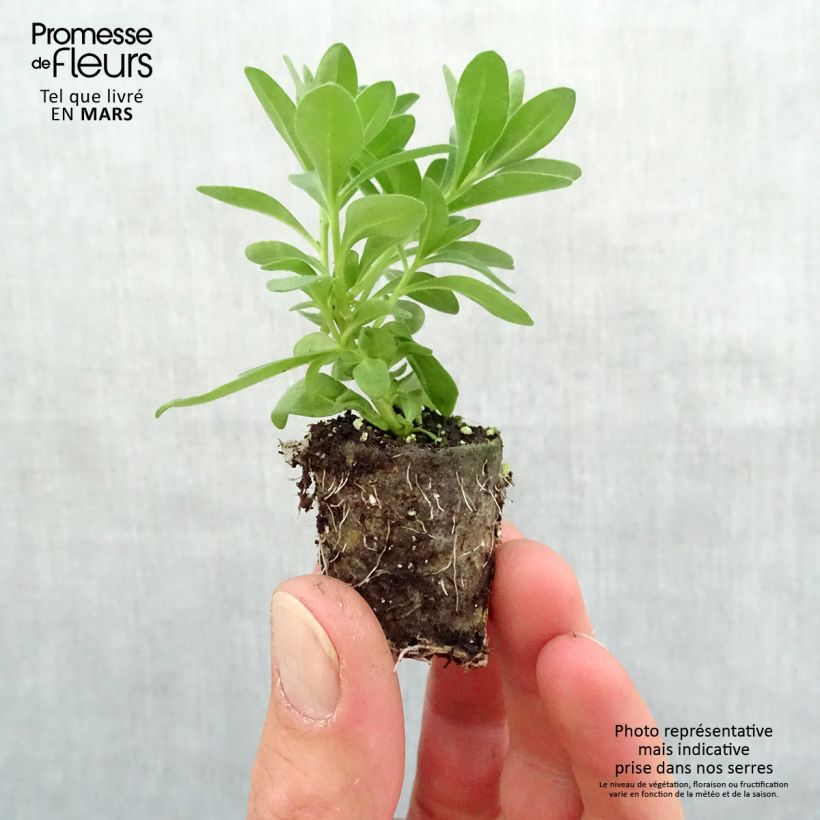 Amostra de Calibrachoa Noa Almond Blossom - Mini-pétunia Mini-torrão Ø 3/4 cm tal como entregue na primavera