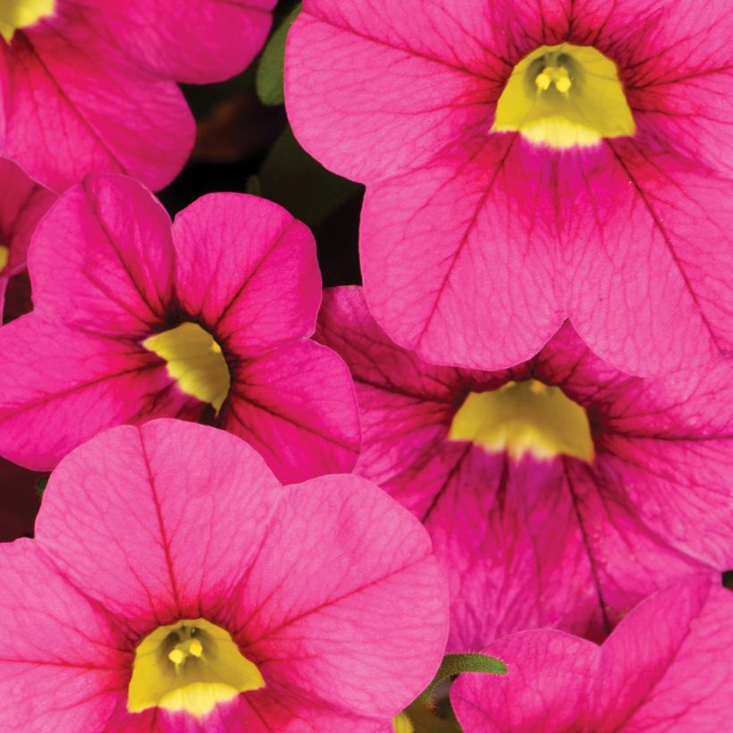 Calibrachoa Noa Bubblegum (Floração)