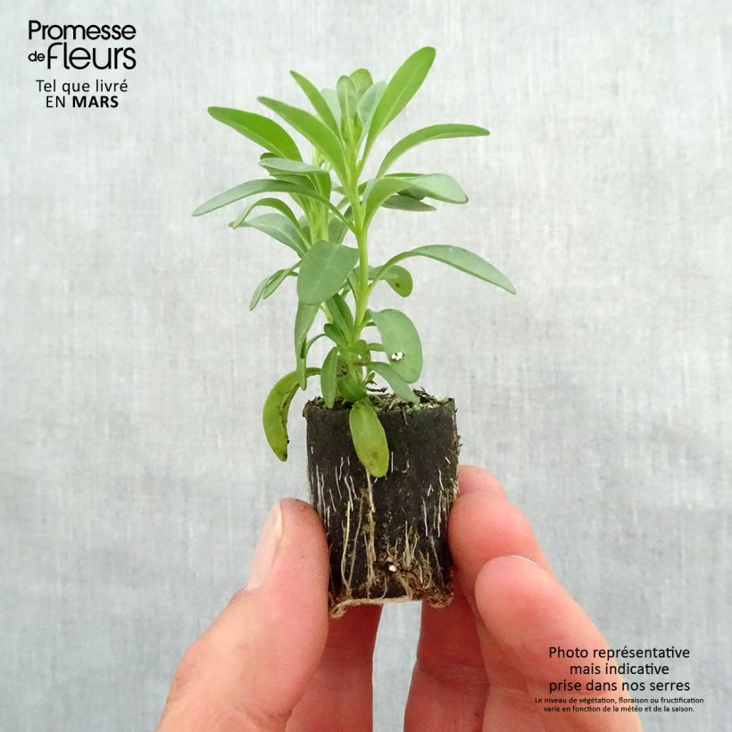 Amostra de Calibrachoa Noa Dark Pink Carnival - Mini-pétunia Mini-torrão Ø 3/4 cm tal como entregue na primavera