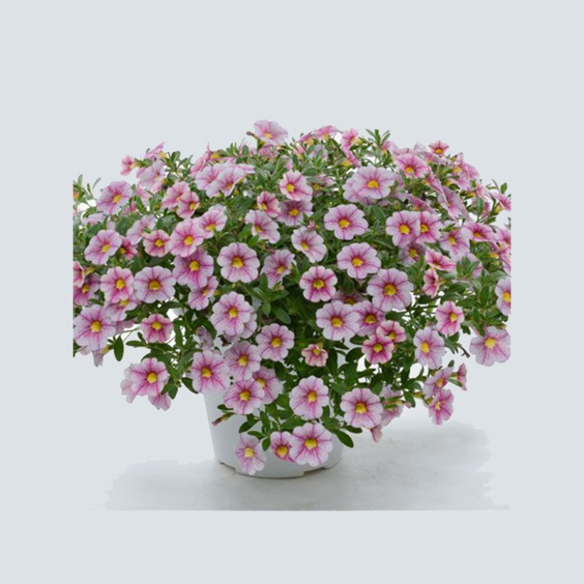 Calibrachoa Noa Princess (Hábito)