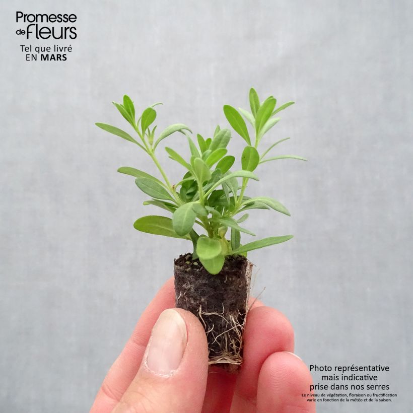 Amostra de Calibrachoa Superbells Cherry Star - Mini-pétunia  Mini-torrão Ø 1,5/2,5 cm tal como entregue na primavera