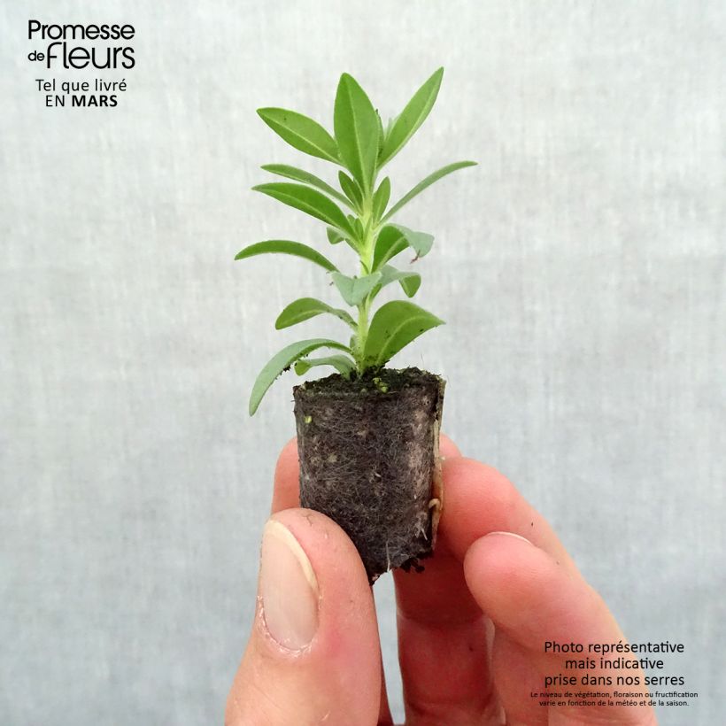 Amostra de Calibrachoa Superbells Double Ruby - Mini-pétunia double Mini-torrão Ø 1,5/2,5 cm tal como entregue na primavera