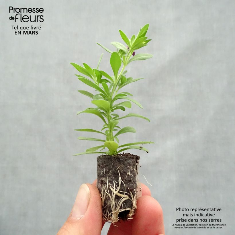 Amostra de Calibrachoa Superbells Grape Punch - Mini-pétunia Mini-torrão Ø 1,5/2,5 cm tal como entregue na primavera