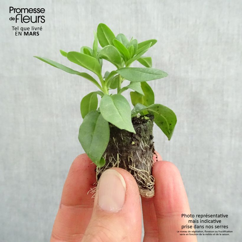 Amostra de Calibrachoa Superbells Lemon Slice - Mini-pétunia Mini-torrão Ø 3/4 cm tal como entregue na primavera