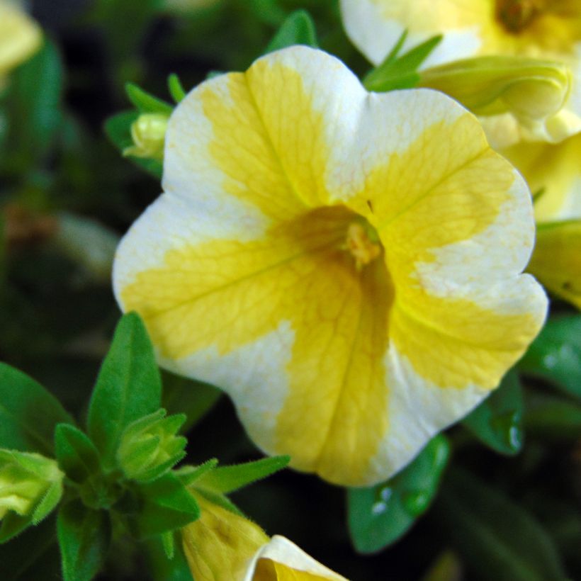 Calibrachoa Superbells Lemon Slice (Floração)
