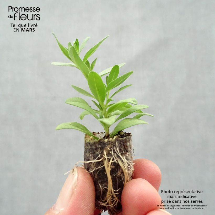 Amostra de Calibrachoa Superbells Unique Mango Punch - Mini-pétunia Mini-torrão Ø 1,5/2,5 cm tal como entregue na primavera