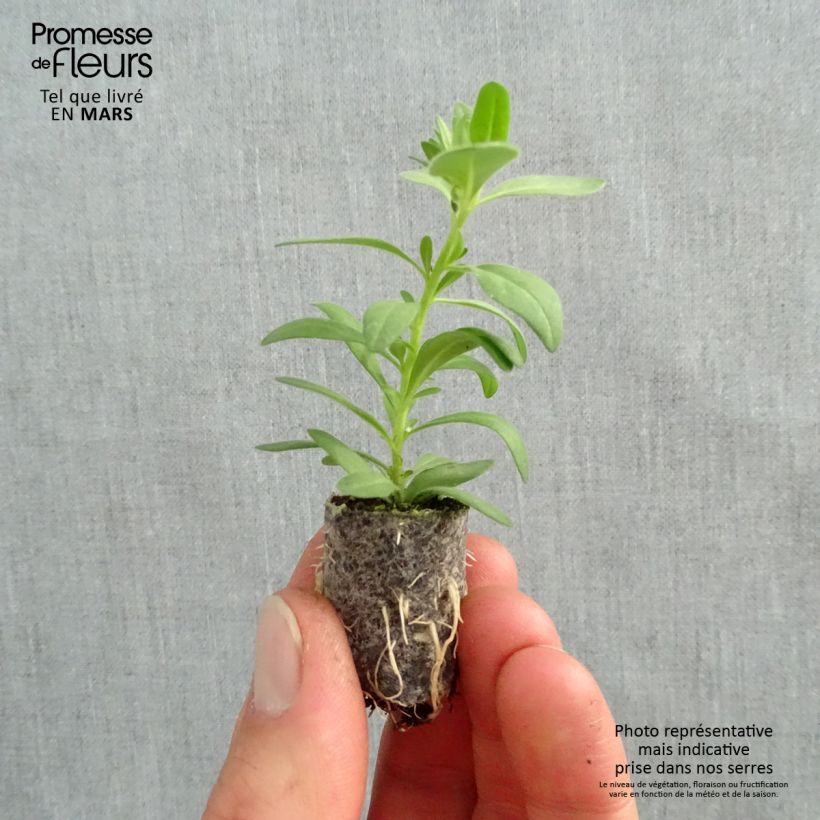 Amostra de Calibrachoa Superbells Unique White - Mini-pétunia Mini-torrão Ø 1,5/2,5 cm tal como entregue na primavera