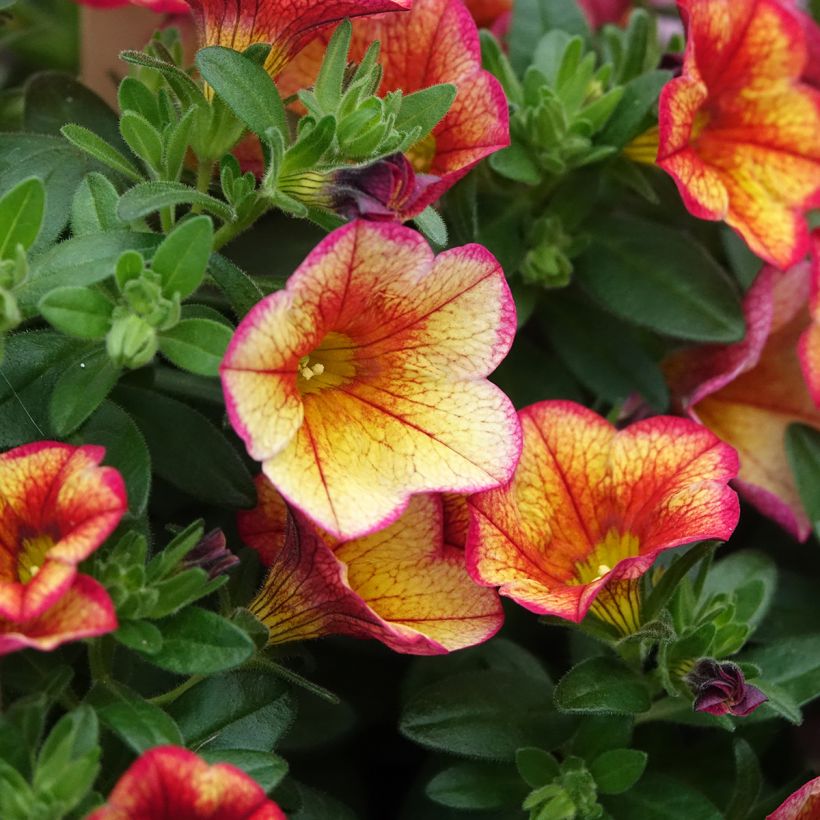 Calibrachoa MiniFamous Uno Bakari (Floração)