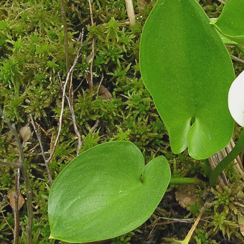 Calla palustris (Folhagem)
