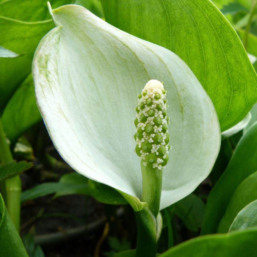 Calla palustris (Floração)