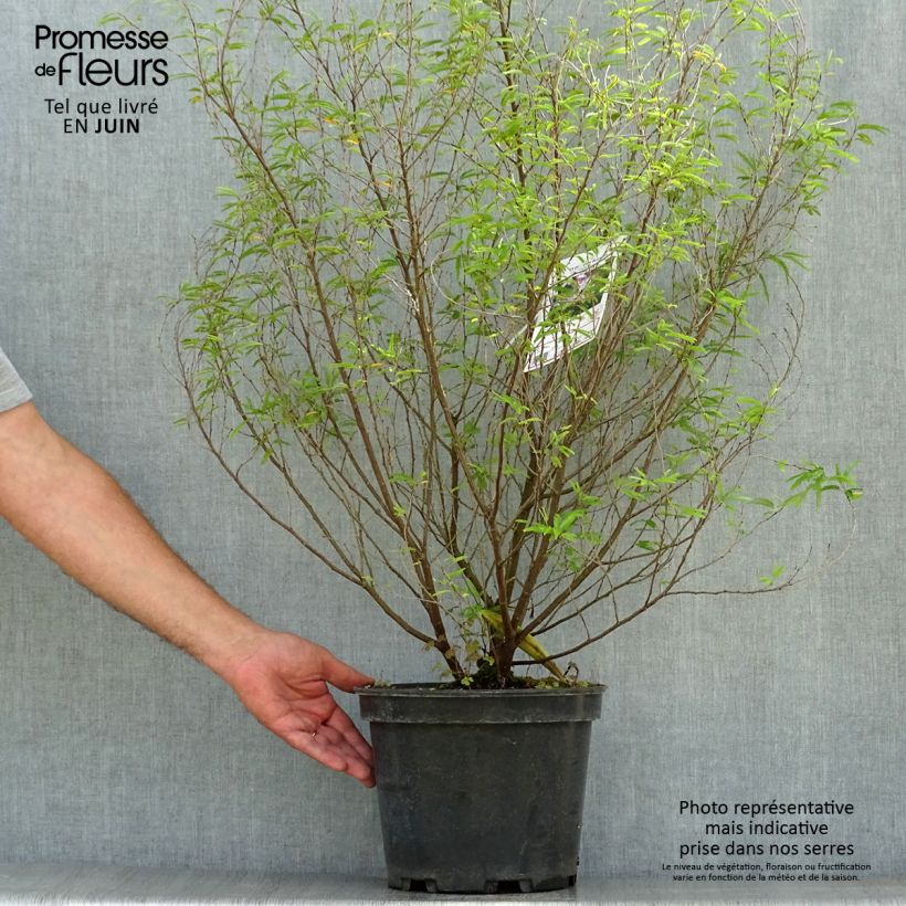 Amostra de Calliandra surinamensis Dixie Pink Vaso de 7,5 L/10 L tal como entregue no verão