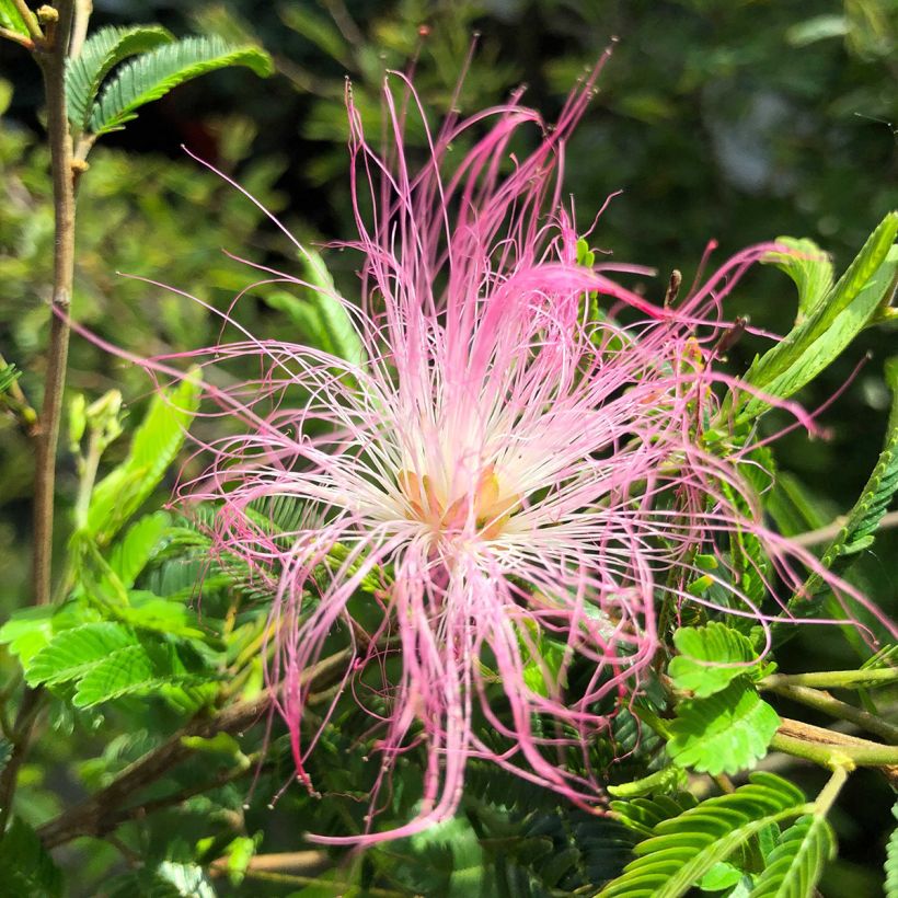 Calliandra surinamensis Dixie Pink (Floração)
