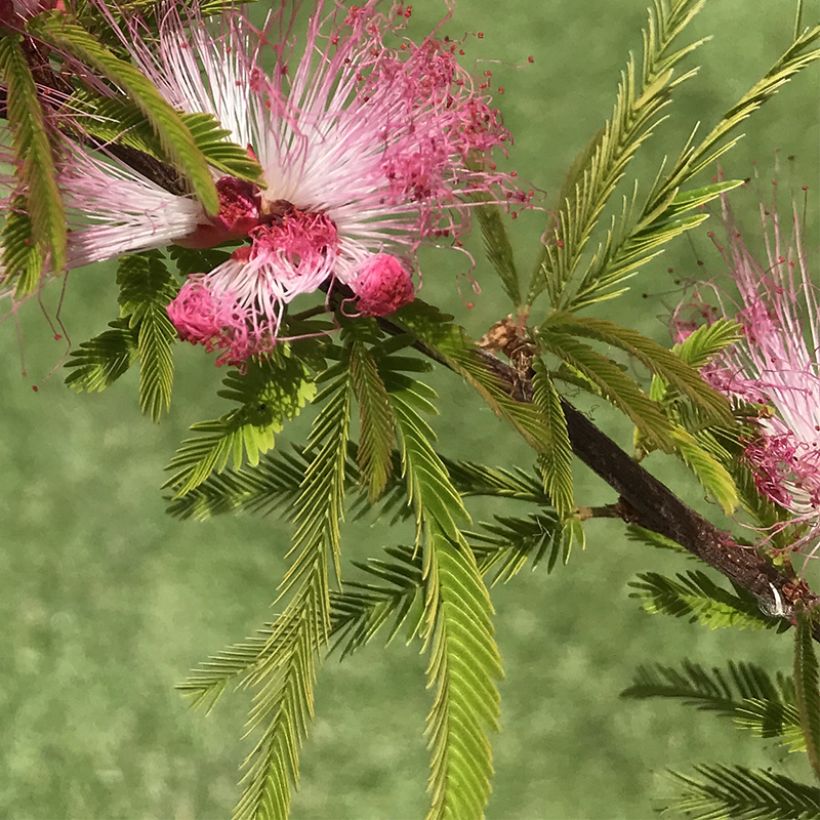 Calliandra surinamensis Dixie Pink (Folhagem)