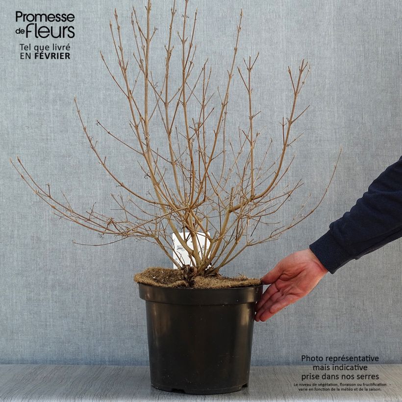 Amostra de Callicarpa bodinieri Magical Deep Purple Vaso de 7,5 L/10 L tal como entregue no inverno