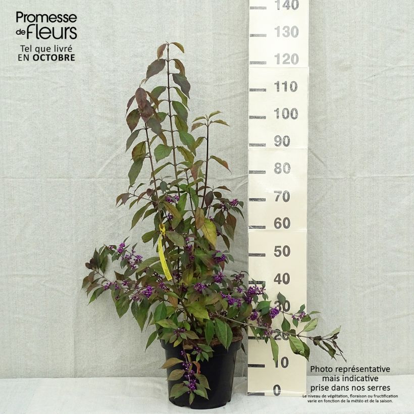 Amostra de Calicárpea bodinieri Magical Purple Giant Vaso de 7,5 L/10 L tal como entregue no outono