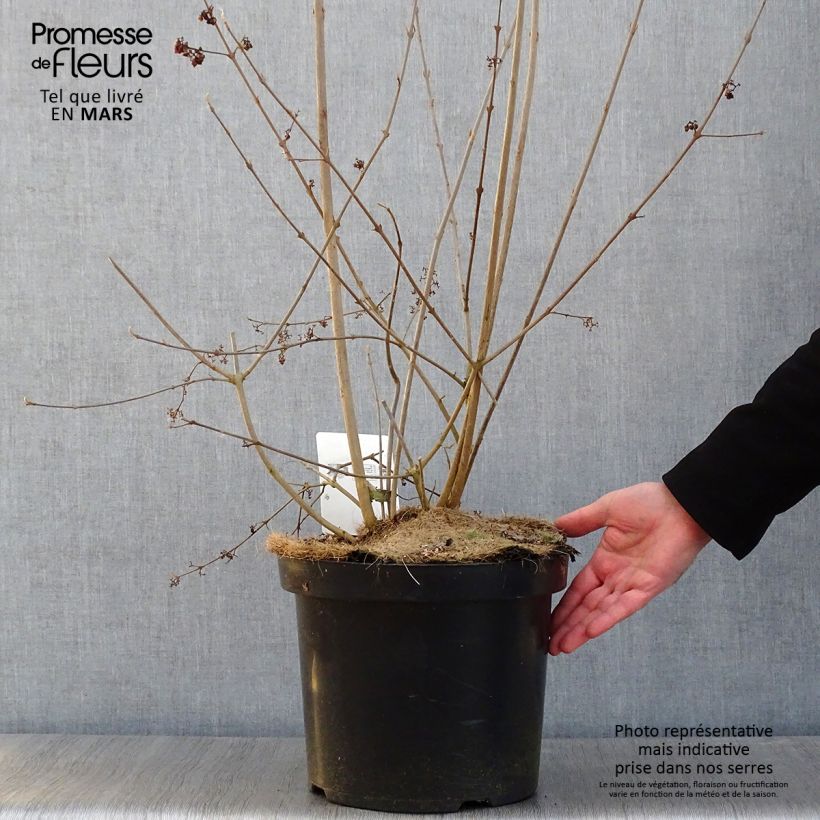 Amostra de Callicarpa bodinieri Magical Purple Giant Vaso de 7,5 L/10 L tal como entregue no inverno