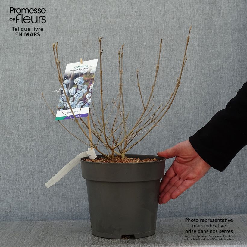 Amostra de Callicarpa bodinieri Magical Snowqueen  Vaso de 3 L/4 L tal como entregue no inverno