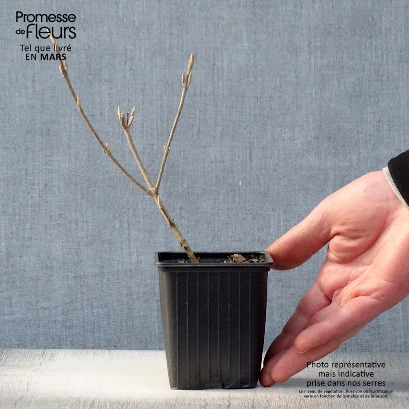 Amostra de Calicárpea bodinieri Magical Snowstar Vaso de 8/9 cm tal como entregue na primavera