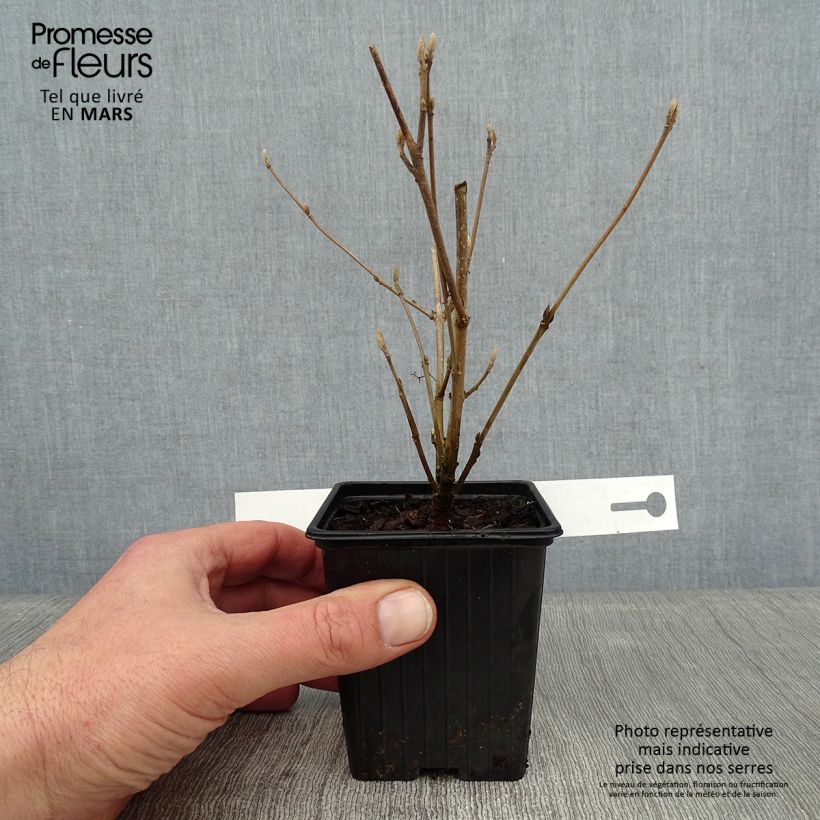 Amostra de Calicárpea bodinieri Magical Snowstar Vaso de 8/9 cm tal como entregue no inverno