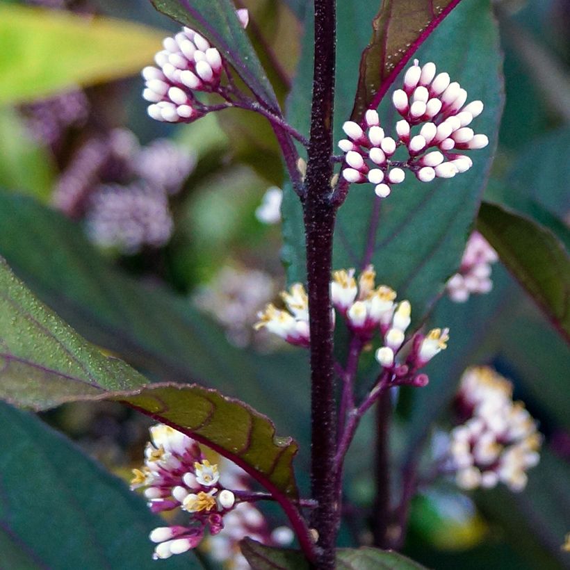 Calicárpea bodinieri Pearl Glam (Floração)