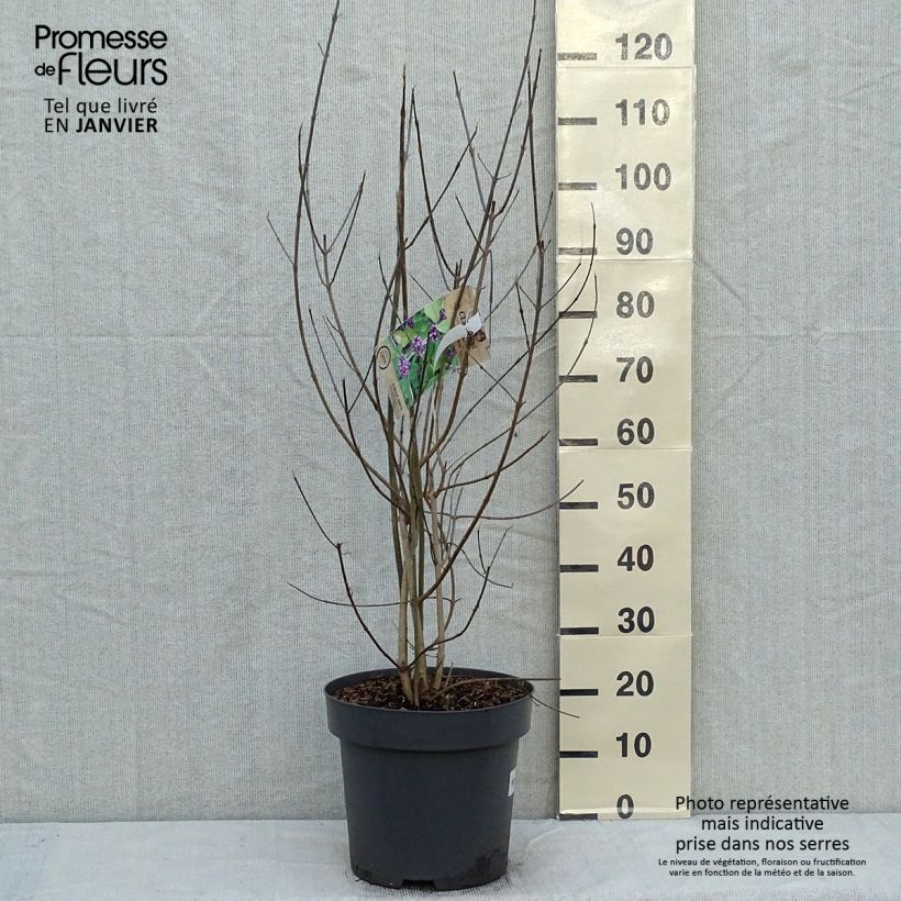 Amostra de Callicarpa bodinieri Profusion - Arbuste aux bonbons Vaso de 12 L/15 L tal como entregue no inverno