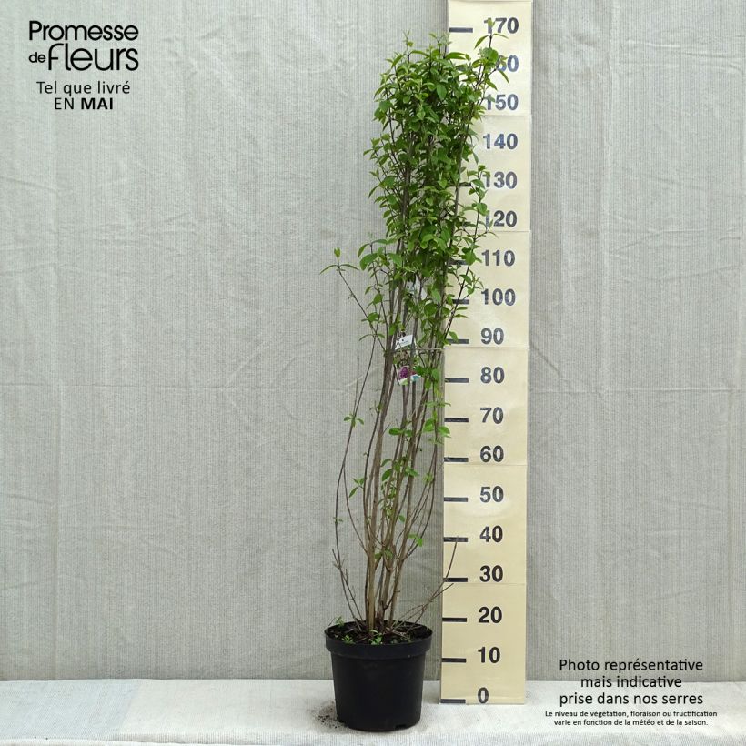 Amostra de Callicarpa bodinieri Profusion Vaso de 12 L/15 L tal como entregue na primavera