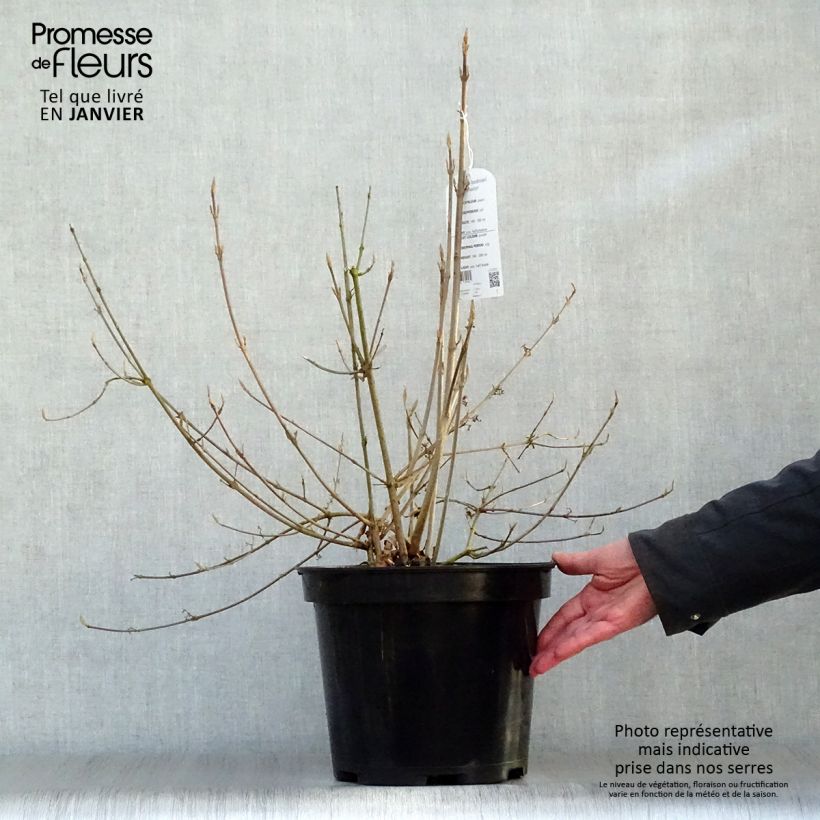 Amostra de Callicarpa bodinieri Profusion - Arbuste aux bonbons Vaso de 7,5 L/10 L tal como entregue no inverno