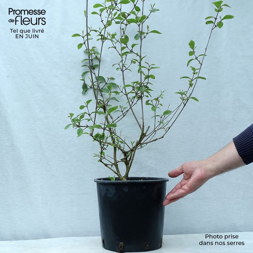 Amostra de Callicarpa bodinieri Profusion Vaso de 7,5 L/10 L tal como entregue no verão