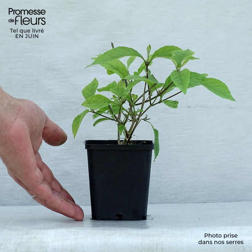 Amostra de Callicarpa bodinieri Profusion Vaso de 8/9 cm tal como entregue no verão