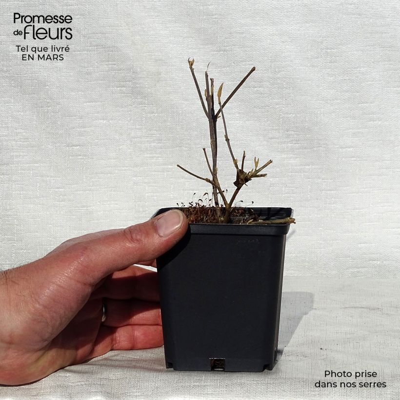 Amostra de Callicarpa bodinieri Profusion Vaso de 8/9 cm tal como entregue na primavera