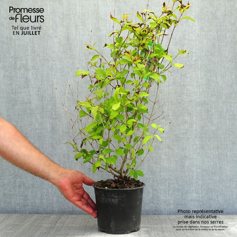 Amostra de Calicarpa dichotoma Vaso de 3 L/4 L tal como entregue no verão