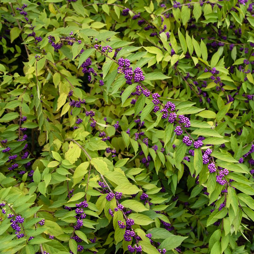 Calicarpa dichotoma (Hábito)