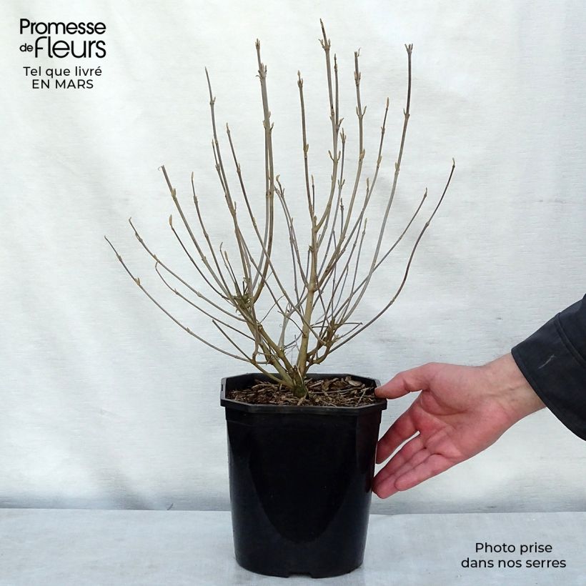 Amostra de Callicarpa japonica - Arbuste aux bonbons du Japon Vaso de 4 L/5 L tal como entregue no inverno