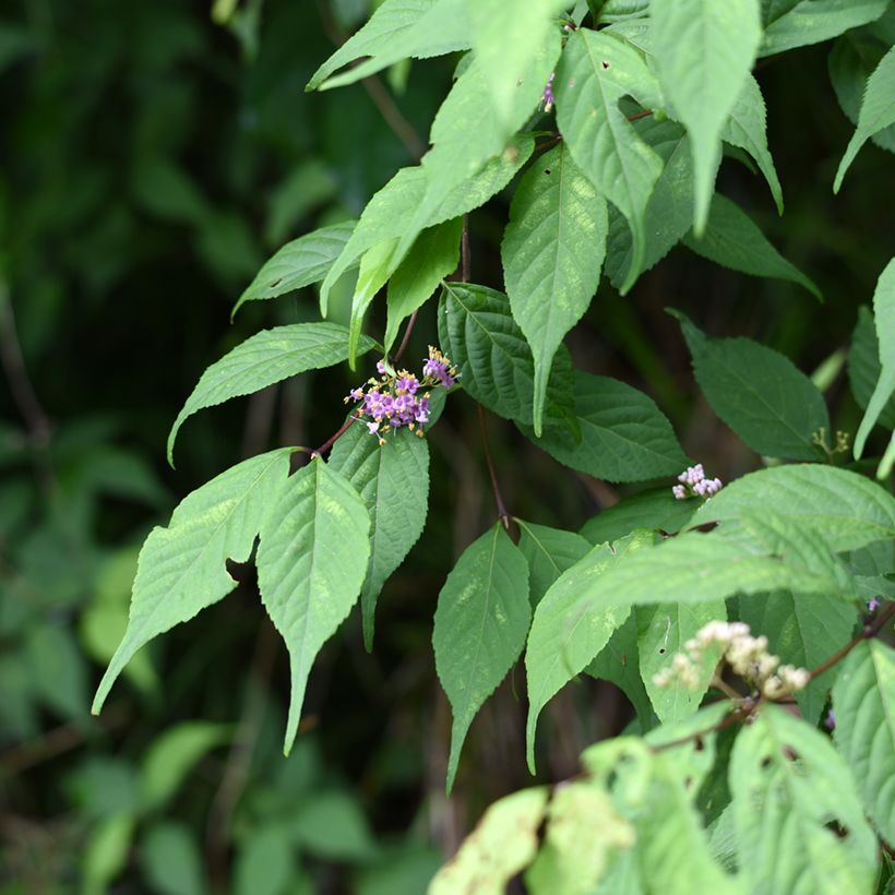 Callicarpa japonica (Folhagem)