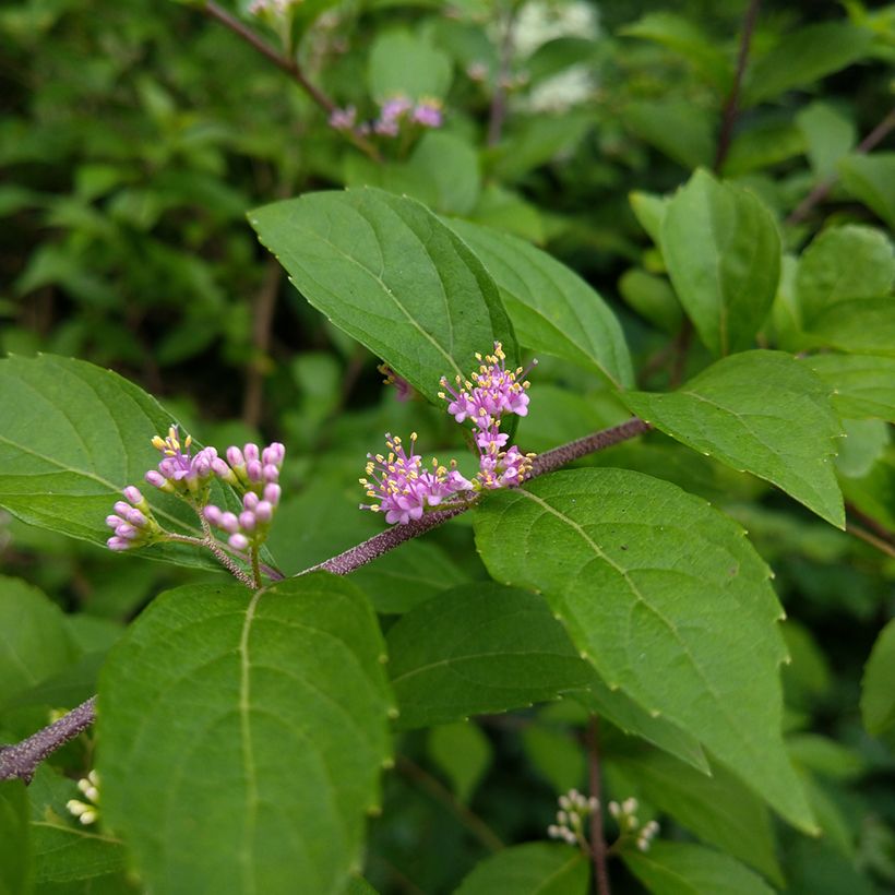 Callicarpa japonica (Floração)