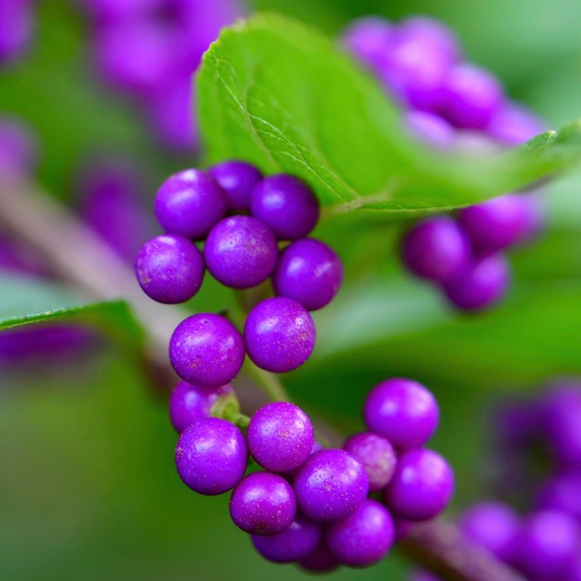 Callicarpa japonica (Colheita)