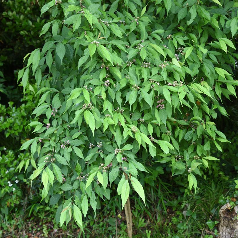 Callicarpa japonica (Hábito)