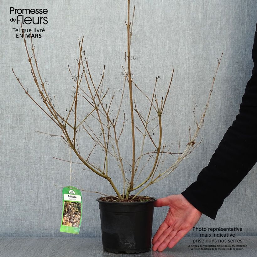 Amostra de Callicarpa japonica Leucocarpa Vaso de 2 L/3 L tal como entregue no inverno