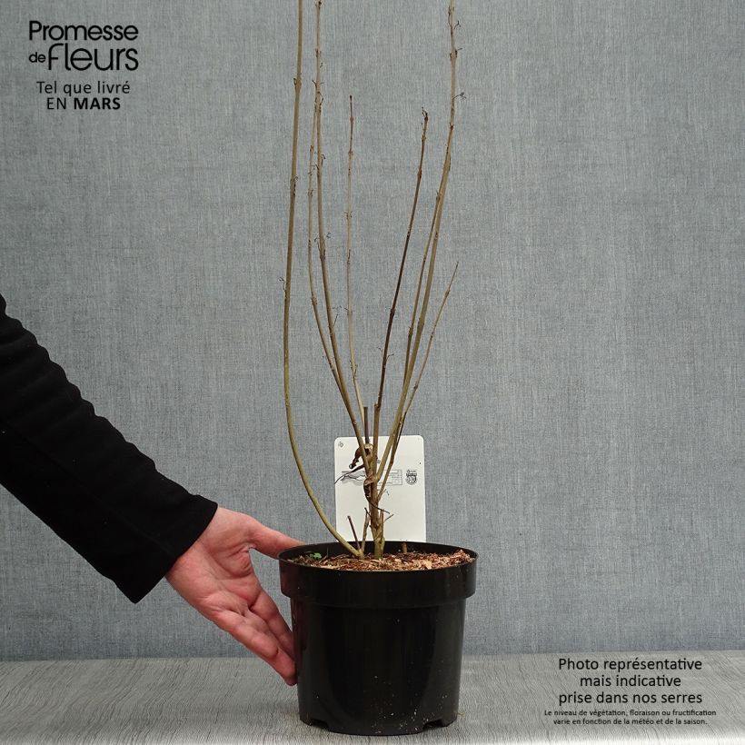 Amostra de Callicarpa kwangtungensis Vaso de 2 L/3 L tal como entregue no inverno