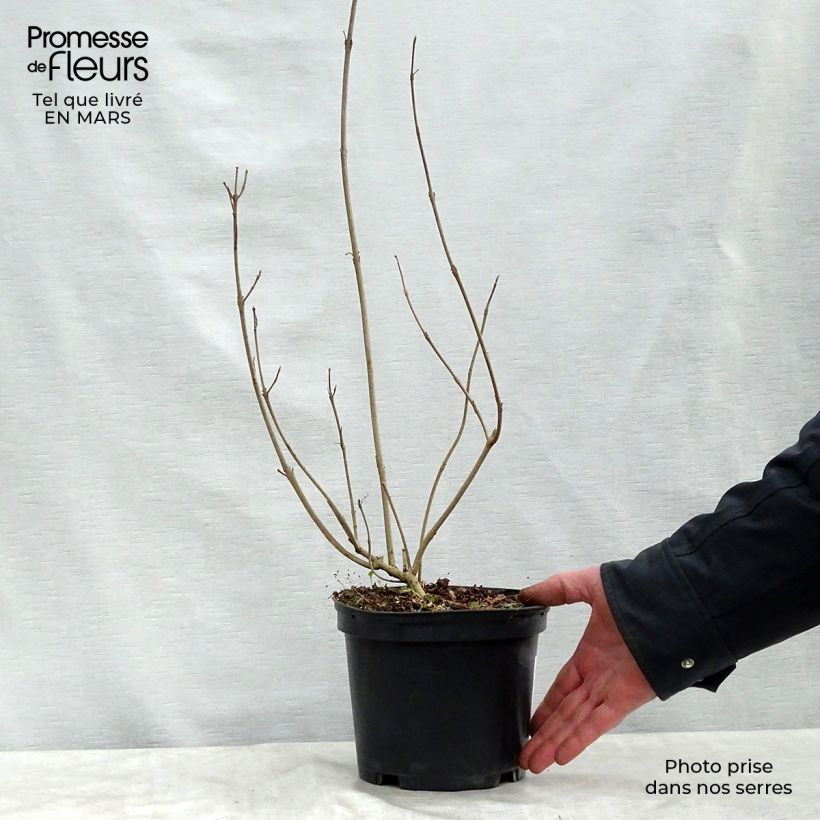 Amostra de Calicárpea kwangtungensis Vaso de 2 L/3 L tal como entregue na primavera