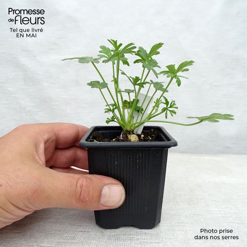 Amostra de Callirhoe involucrata Vaso de 8/9 cm tal como entregue na primavera