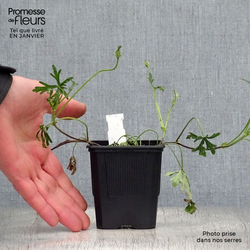 Amostra de Callirhoe involucrata Vaso de 8/9 cm tal como entregue no inverno