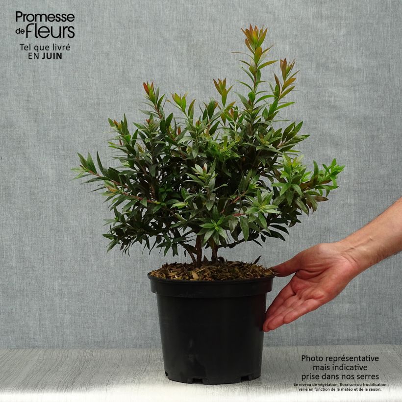 Amostra de Callistemon citrinus Red Rocket Vaso de 3 L/4 L tal como entregue no verão