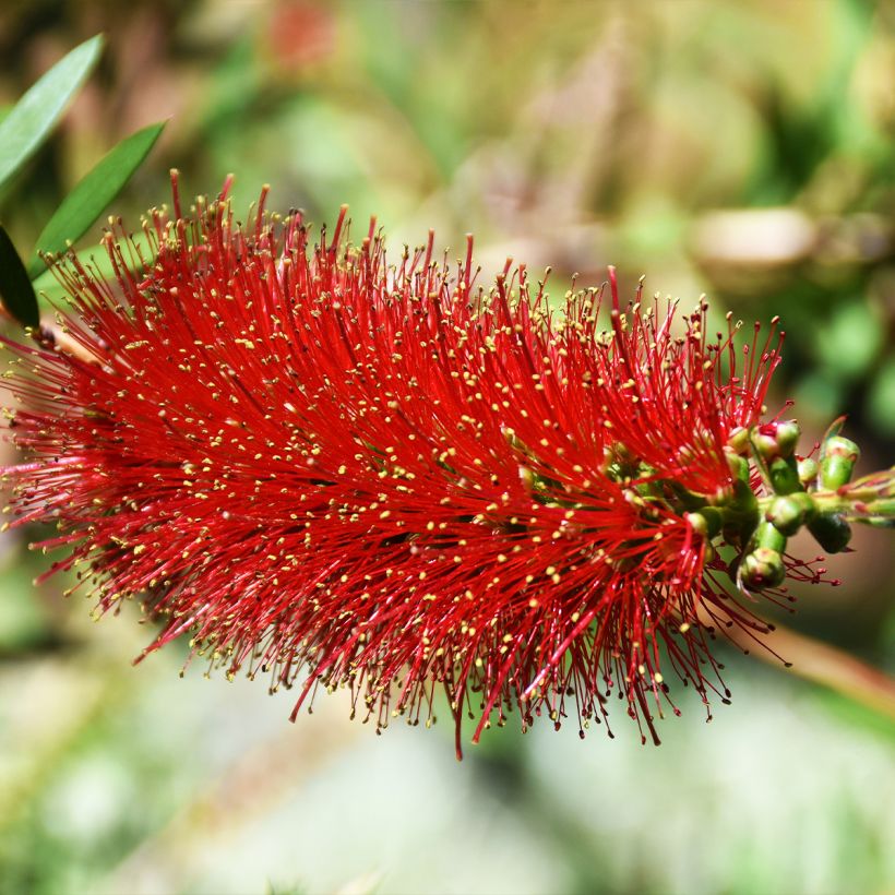 Callistemon Woodlander's Hardy (Floração)