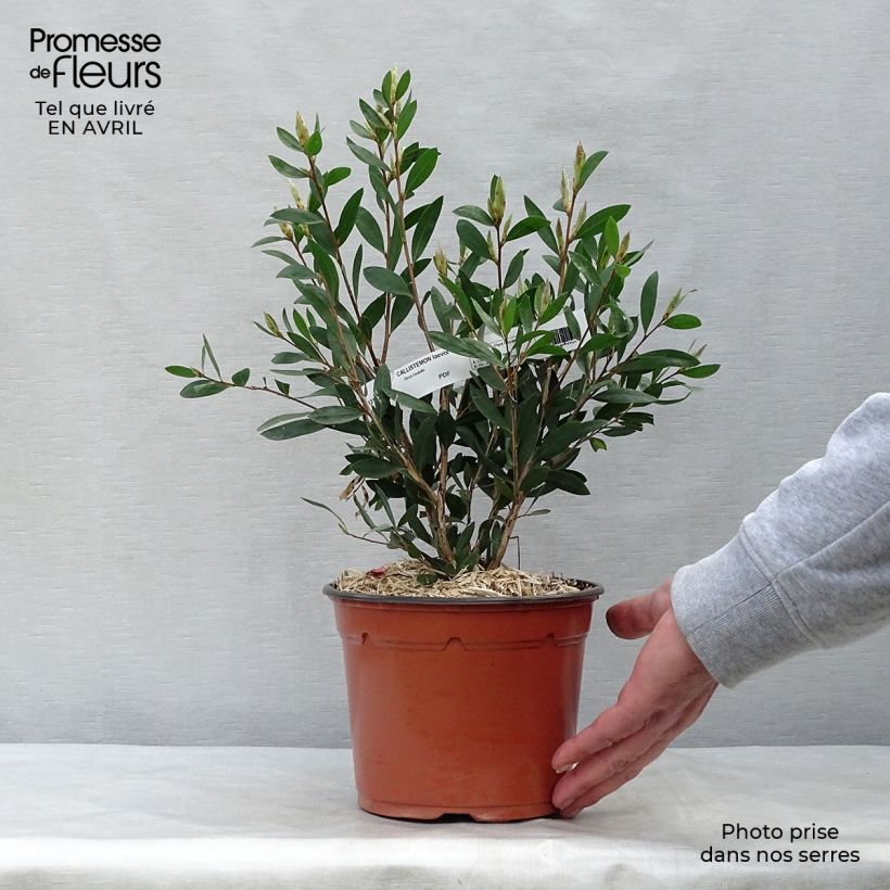 Amostra de Callistemon laevis Vaso de 1,5 L/2 L tal como entregue na primavera